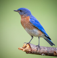 North Carolina blue bird posing in a left facing profile