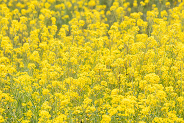 Fototapeta premium A Beautiful Field of Dense Yellow Flowers Blooming at Stroud Preserve, West Chester, Pennsylvania, USA