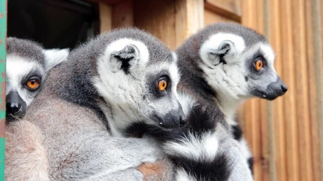 Ring-tailed lemurs (Lemur catta) feeding outdoors in a wildlife park in Uk. This primate is one of the most recognised lemur due to its long, black and white ringed tail.