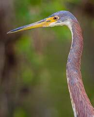 Profile of great blue heron facing left
