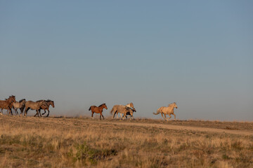 Wild Horses in the Utah Desert