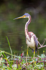 Profile of tricolor heron facing left