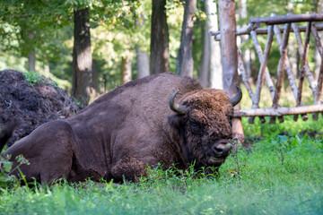 large brown Central Russian bison in the forest in natural conditions in summer