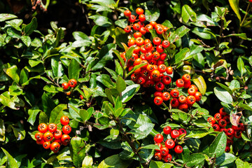 Pyracantha coccinea (Piracanta), decorative shrub with leaves and fruits.