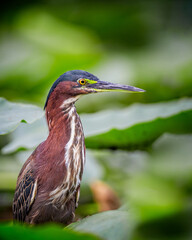 Tropical green heron facing right.tif