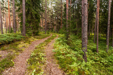 Fototapeta premium A small dirt path leading through a beautiful summery coniferous Pine grove in Estonian boreal forest, Northern Europe. 