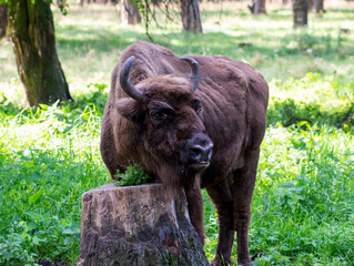 large brown Central Russian bison in the forest in natural conditions in summer