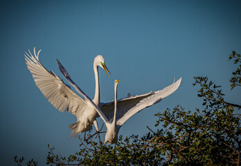 White egrets mating in spring