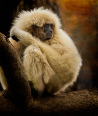 White gibbon monkey sits in tree high above danger