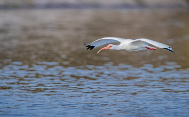 White ibis glides over water in Florida