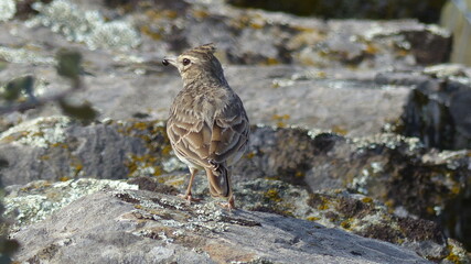 Crested lark (Galerida cristata) Alaudidae family. Photo taken at 16th of October 2018 in...