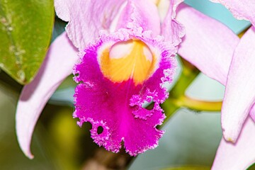 Obraz na płótnie Canvas purple iris flower