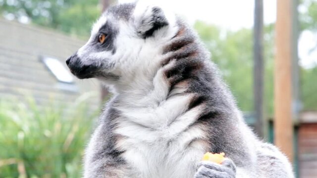 Ring-tailed lemurs (Lemur catta) feeding outdoors in a wildlife park in Uk. This primate is one of the most recognised lemur due to its long, black and white ringed tail.