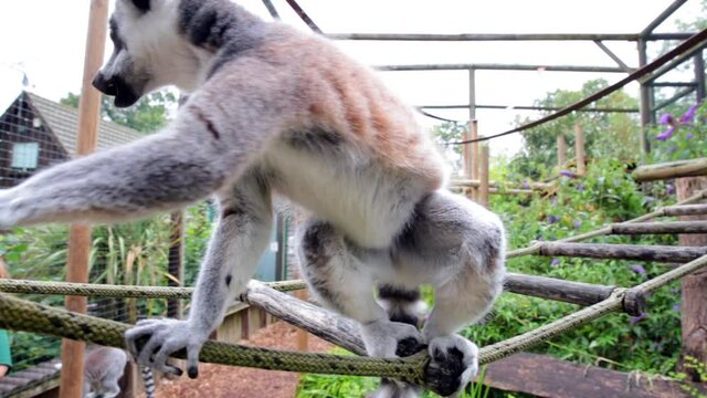 Ring-tailed lemurs (Lemur catta) feeding outdoors in a wildlife park in Uk. This primate is one of the most recognised lemur due to its long, black and white ringed tail.