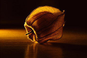 Miechunka 2  © wentapat