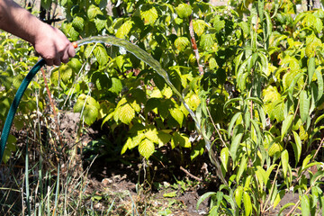 A man's hand holds a hose and pours water onto a peach tree.