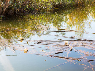 Empty plastic and glass bottles, paper and other garbage thrown by people on the lake. Pollution of the environment..