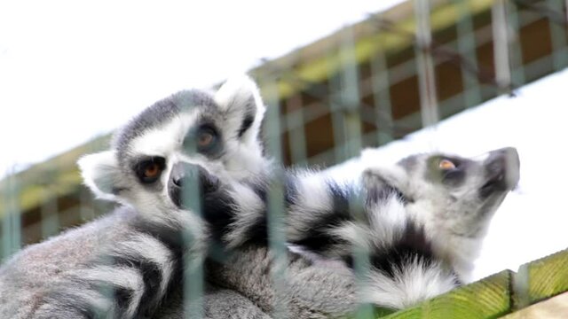Ring-tailed lemurs (Lemur catta) sleeping outdoors in a wildlife park in Uk. This primate is one of the most recognised lemur due to its long, black and white ringed tail.