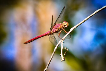 dragonfly on a branch