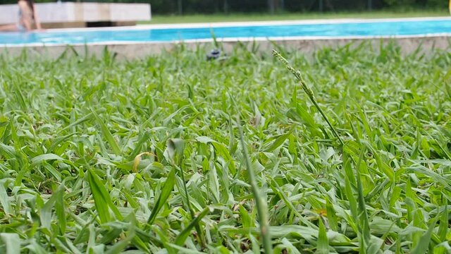 A day in a swimming pool in a residential center. The green mantle of garden grass against the background of the flow of the pool water.