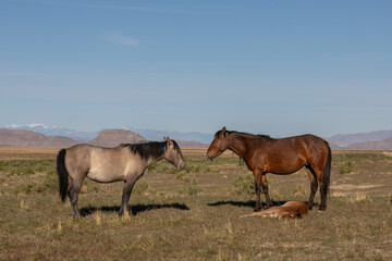 Naklejka na ściany i meble Wild Horses in the Utah Desert