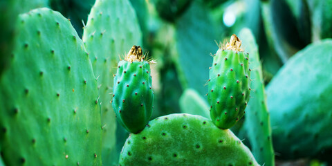 green cactus background under summer sunlight selective focus