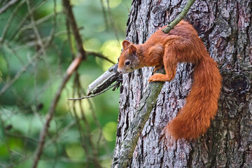Eurasisches Eichhörnchen ( Sciurus vulgaris ). © Michael