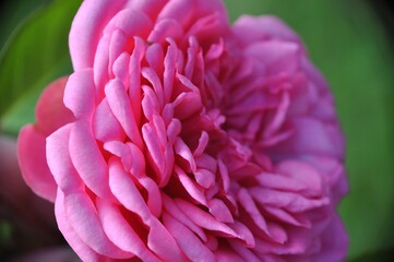 Rose pink pattern flower bright leaf bud green background macro close up