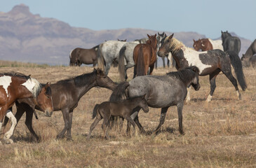 Wild Horses in the Utah Desert