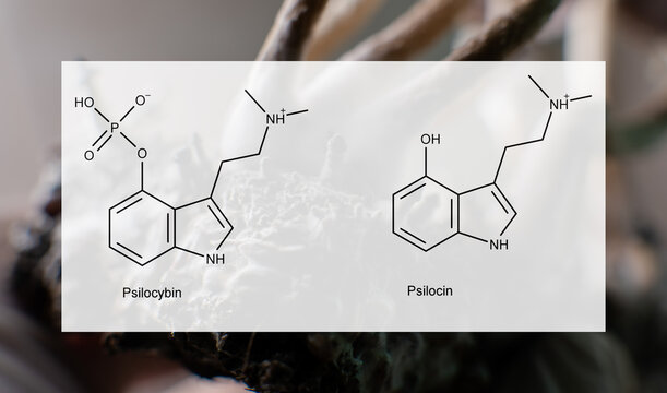 the medical effects of psilocybin and psilocin on the psycholog