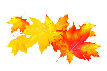 Bright colorful autumn leaves