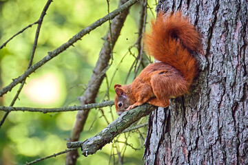 Eurasisches Eichhörnchen ( Sciurus vulgaris ). © Michael