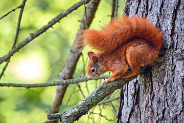 Eurasisches Eichhörnchen ( Sciurus vulgaris ).