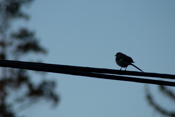 The Silhouette of a Small Bird Perching on a Wire With a Blue Sky Behind It
