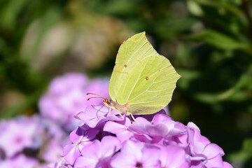 Schmetterling 759
