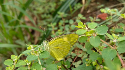 butterfly on a leaf
