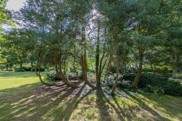 Fototapeta premium Set of trees with slender, arched trunks with sunlight between branches and leaves reflected in the grass in the city park, sunny summer day in Sittard, South Limburg, Netherlands