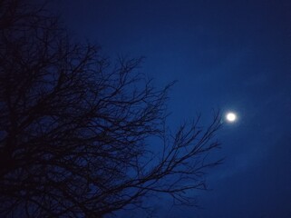 moon and tree