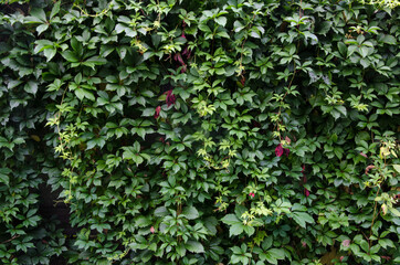 Background curly ivy