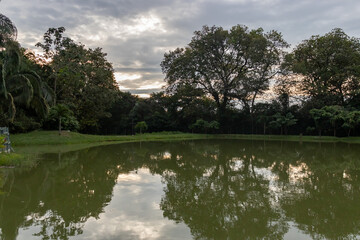 reflection of trees in water