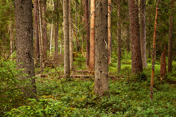 Fototapeta premium Beautiful summery lush boreal coniferous forest in Estonian nature, Northern Europe. 