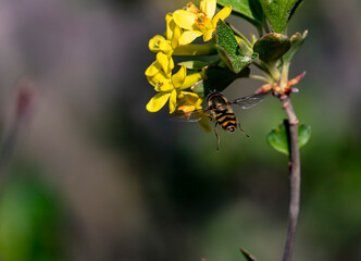 bee on flower