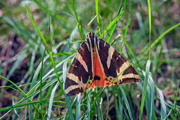 Russische Bär , auch Spanische Flagge genannt ( Euplagia quadripunctaria ).