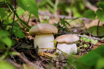 Two brown cap boletus mushrooms in green grass illuminated by the sun.