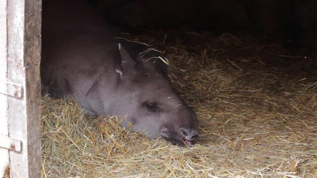 A Brazilian tapir (Tapirus terrestris) sleeping and snoring on park in Uk. The tapir, also called the South American tapir (from the Tupi tapi'ira), is one of the five species in the tapir family.