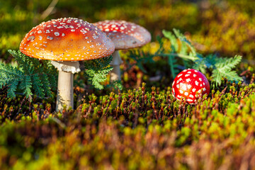 Landscape of the forest-tundra. A group of fly agarics in the tundra