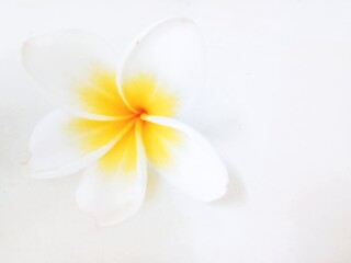 Plumeria, white frangipani flower