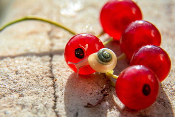 Snail sitting on the cranberries in the background of a concrete floor.Copy space