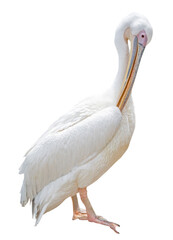 the big beautiful Pelican on white