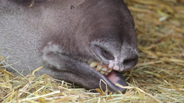 A Brazilian tapir (Tapirus terrestris) sleeping and snoring on park in Uk. The tapir, also called the South American tapir (from the Tupi tapi'ira), is one of the five species in the tapir family.